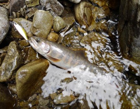 渓流ミノーイング　大イワナ！
